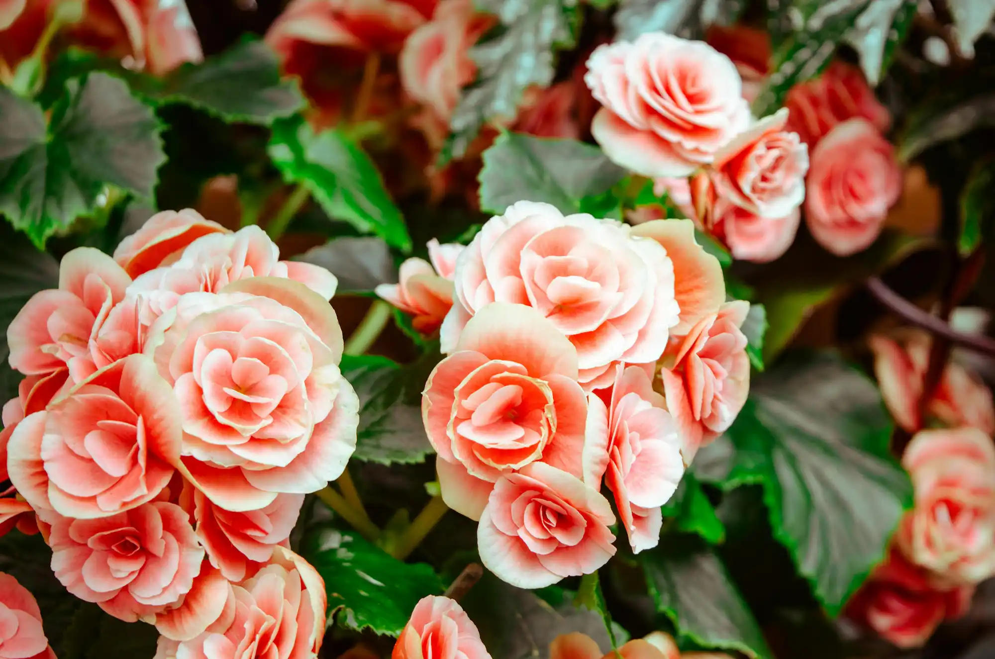 Floristerías En El Peñol
