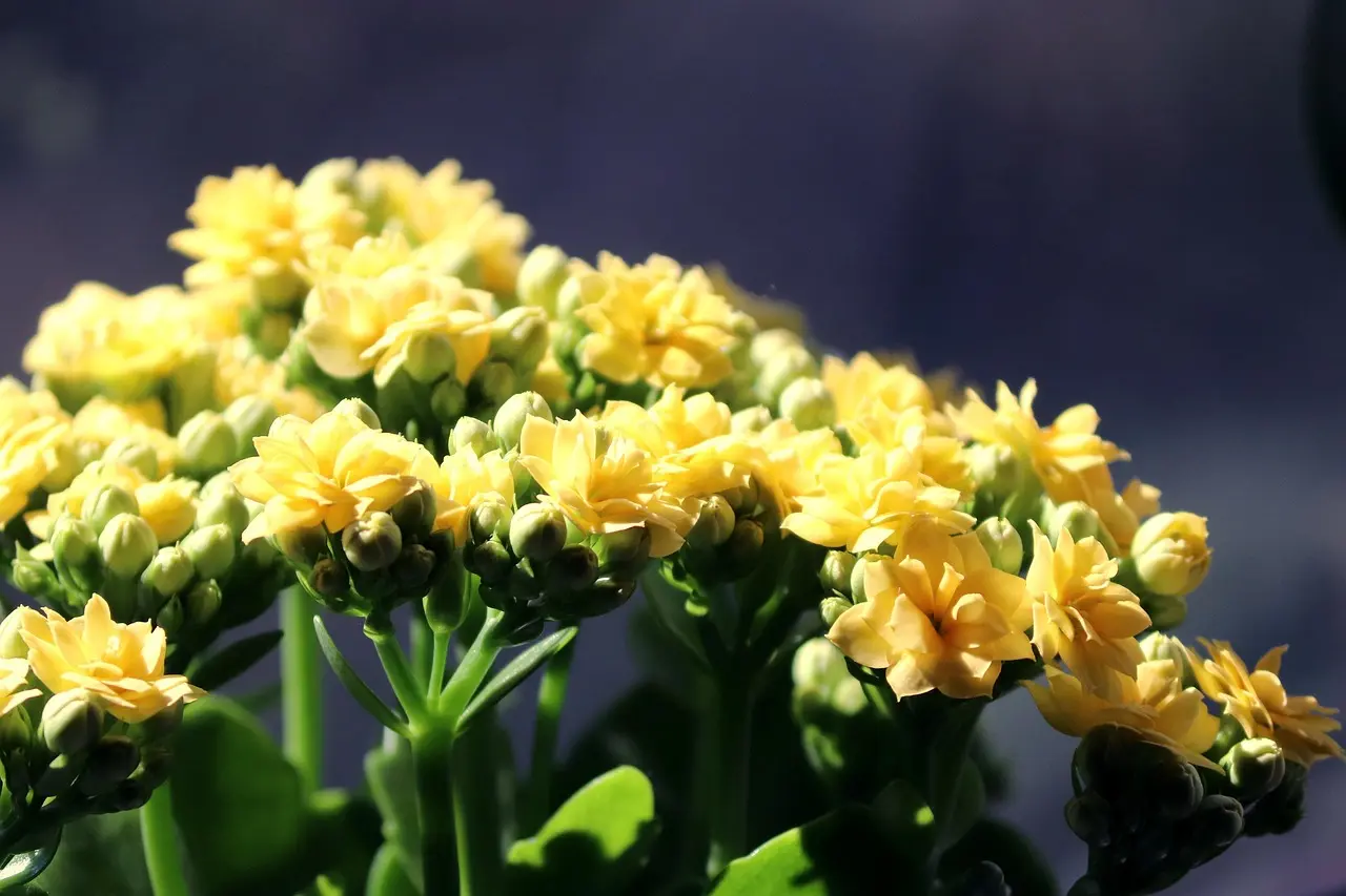 Floristerías En Dabeiba