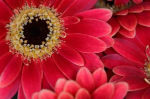 floristerias en fredonia antioquia