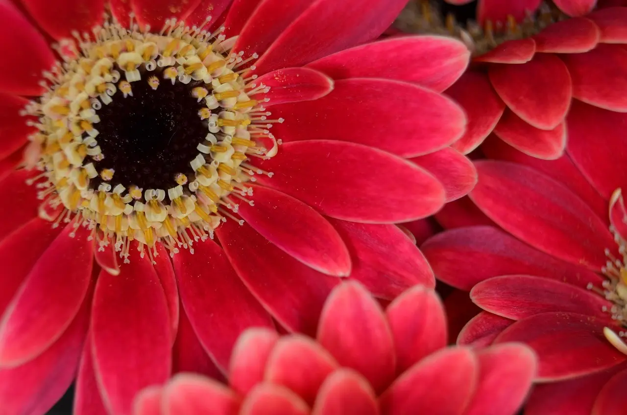 Floristerías En Fredonia