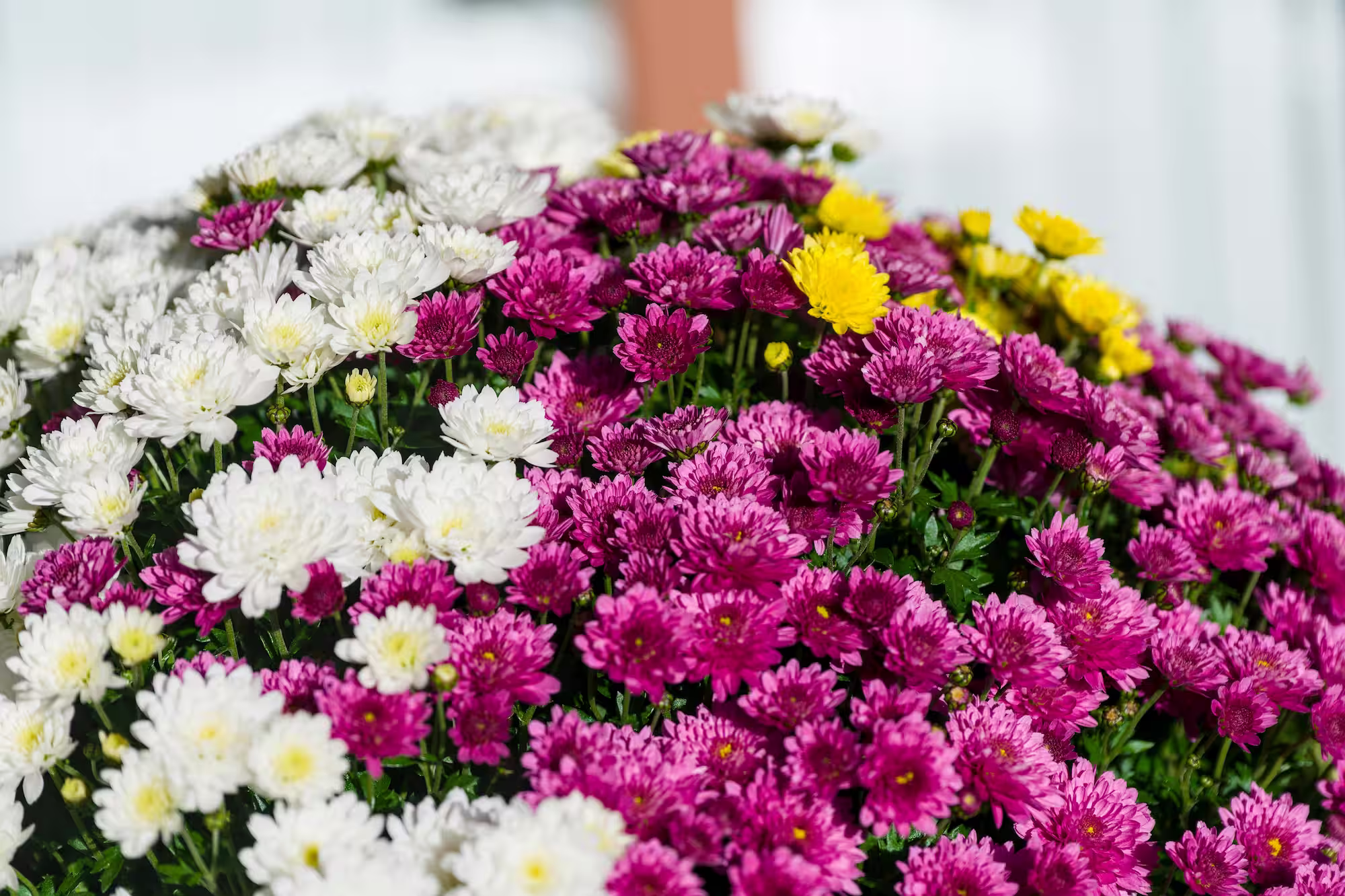 Floristerías En Salgar