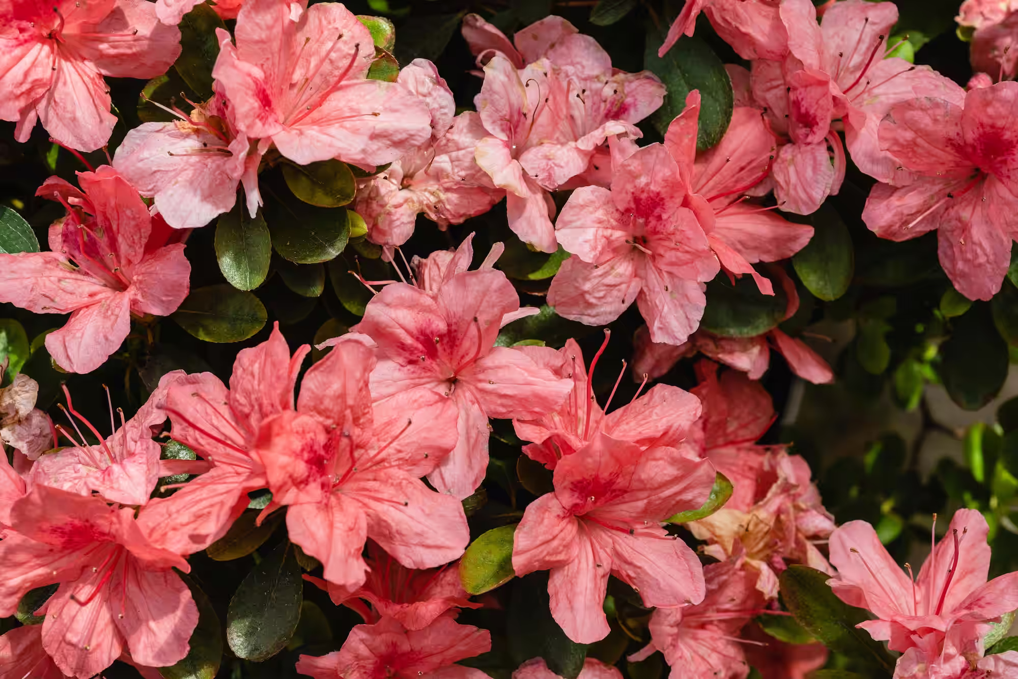 Floristerías En La Unión