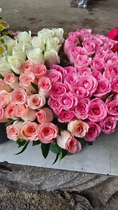 Rosas rosadas y blancas recién cortadas