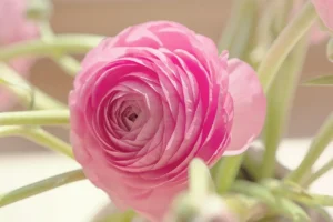 floristerias-en-nechi