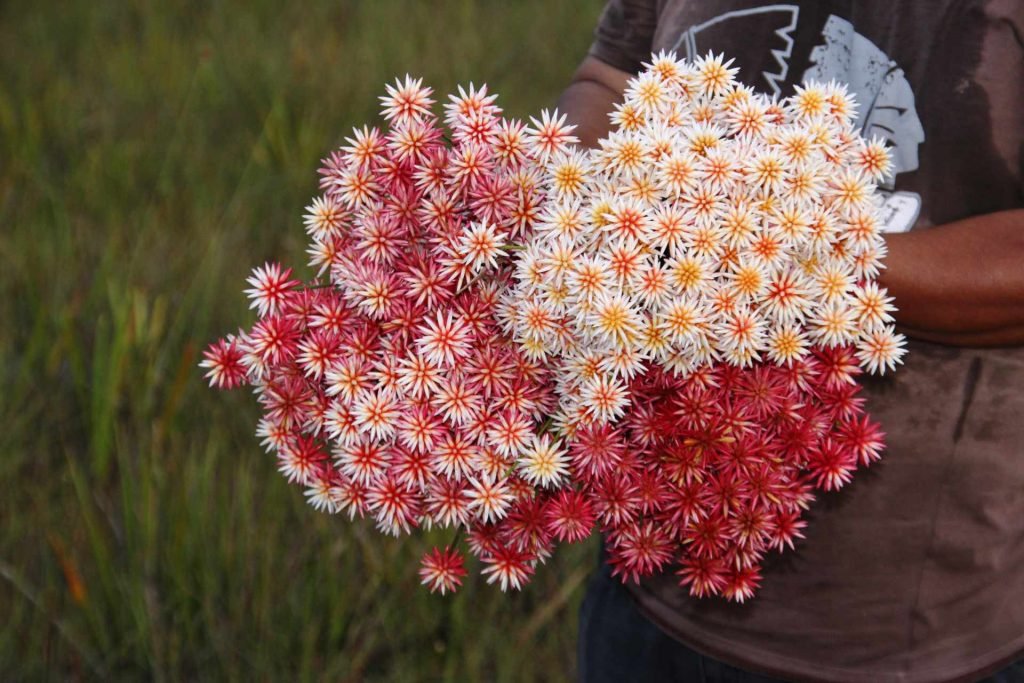 Floristerías en Vaupés