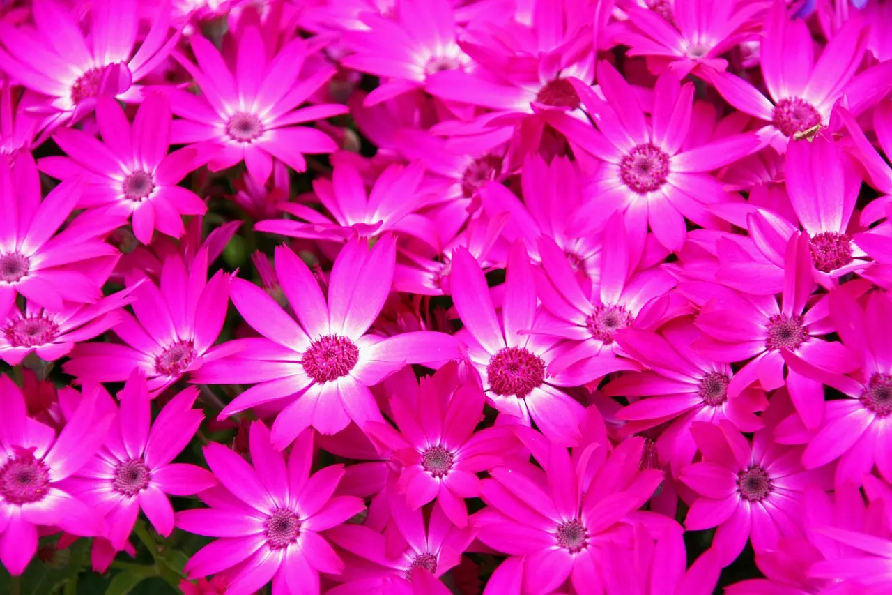 Floristerías En Zaragoza