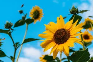 girasoles-amarillos