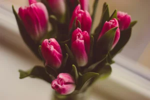 hermosos-tulipanes-fucsias