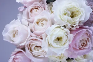 rosas-blancas.